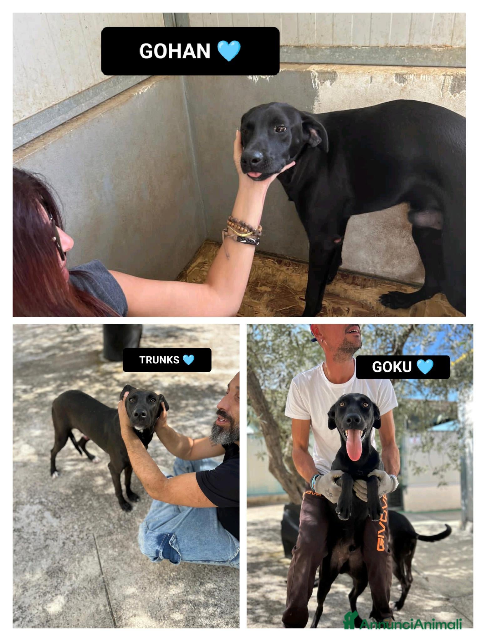 Altre razze cani GOHAN, GOKU E TRANKS - Annuncio 7
