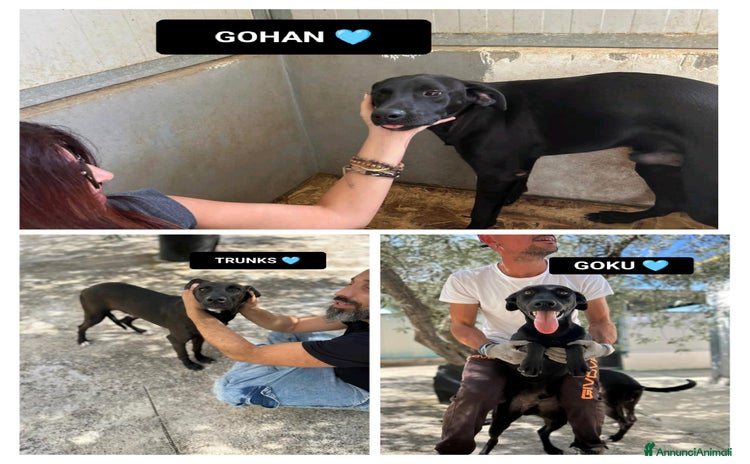 Altre razze cani - Annuncio 16