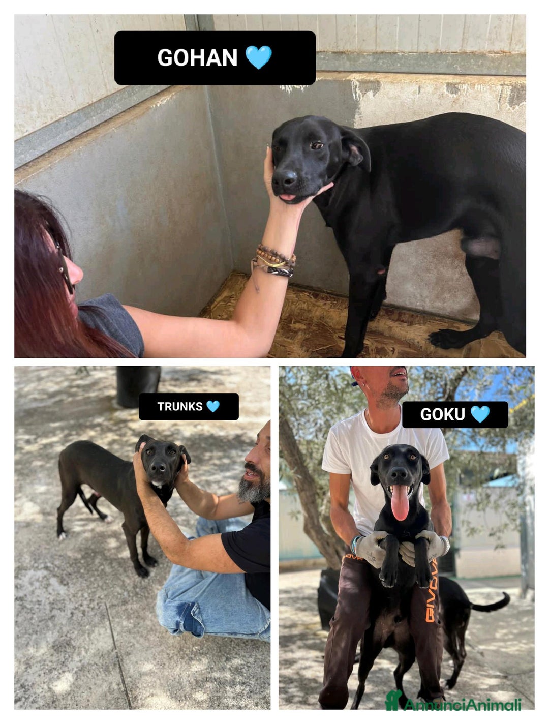 Altre razze cani in regalo: GOHAN, GOKU E TRANKS - Annuncio 1