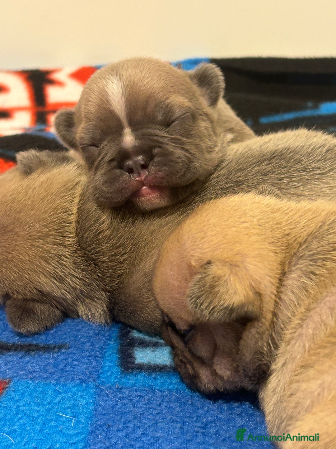 Bulldog Francese cani in vendita: Tre cuccioli bulldog maschi - Annuncio 6