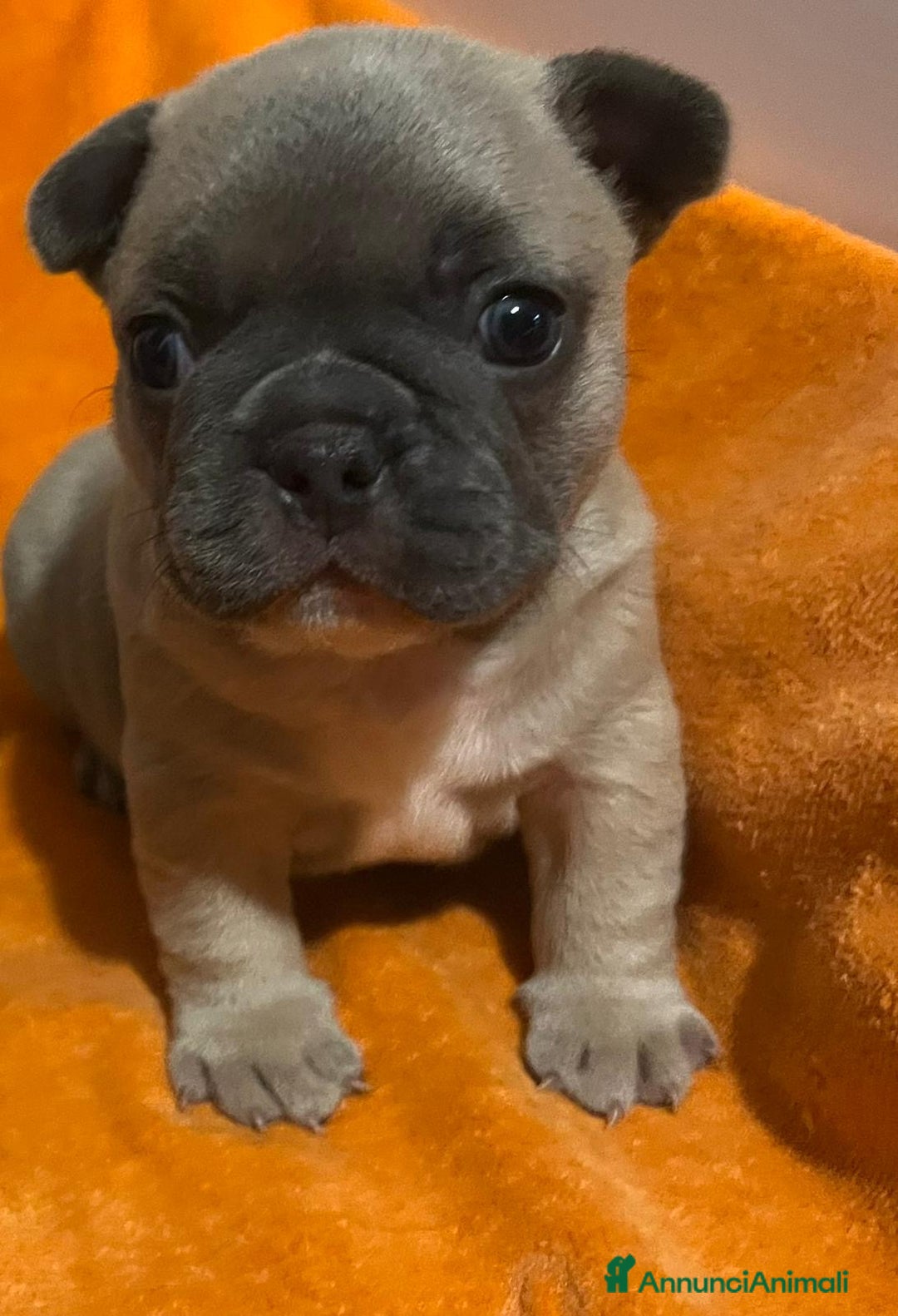 Bulldog Francese cani in vendita: Cuccioli di bulldog francese  - Annuncio 3