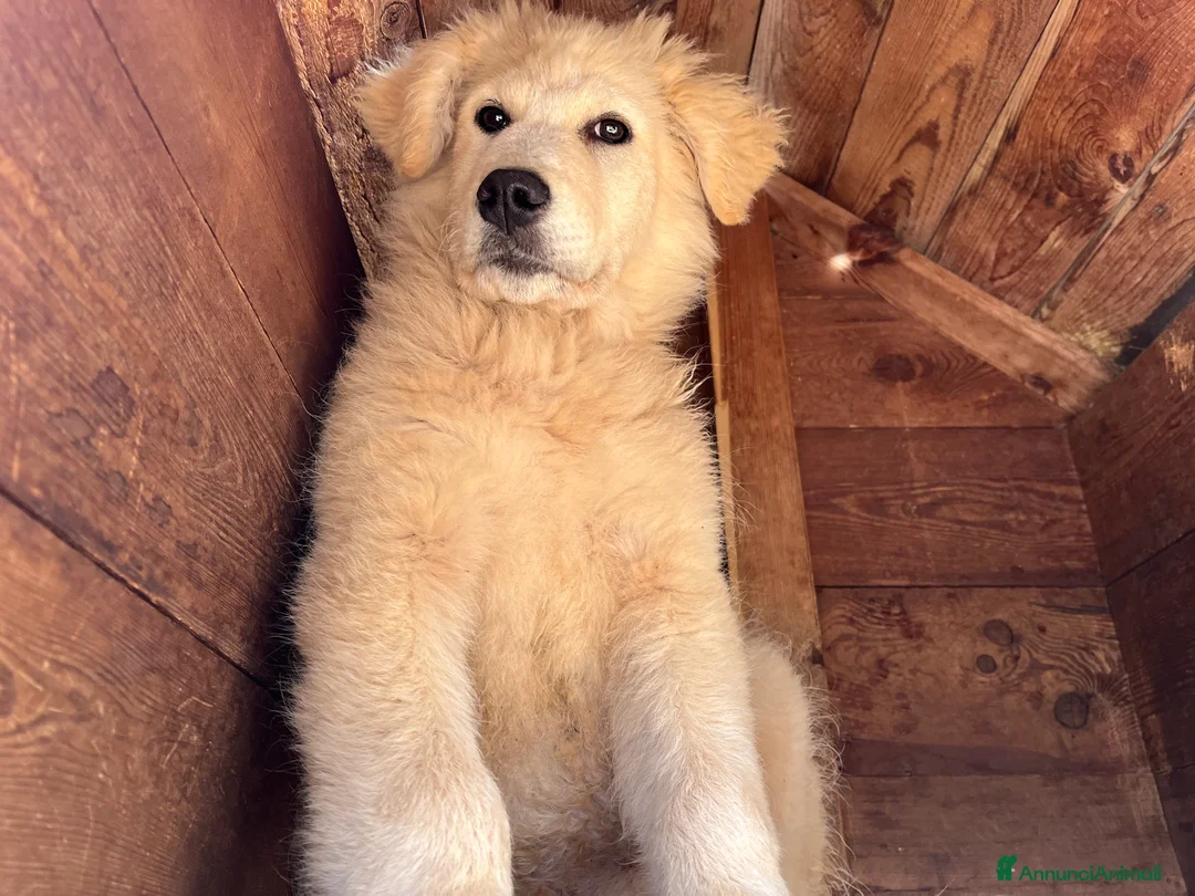 Pastore Maremmano cani in regalo: Zara cerca famiglia - Annuncio 8