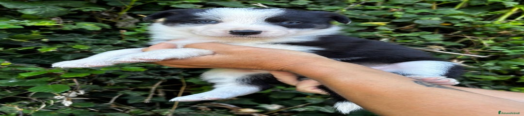 Border Collie Cucciolo 3