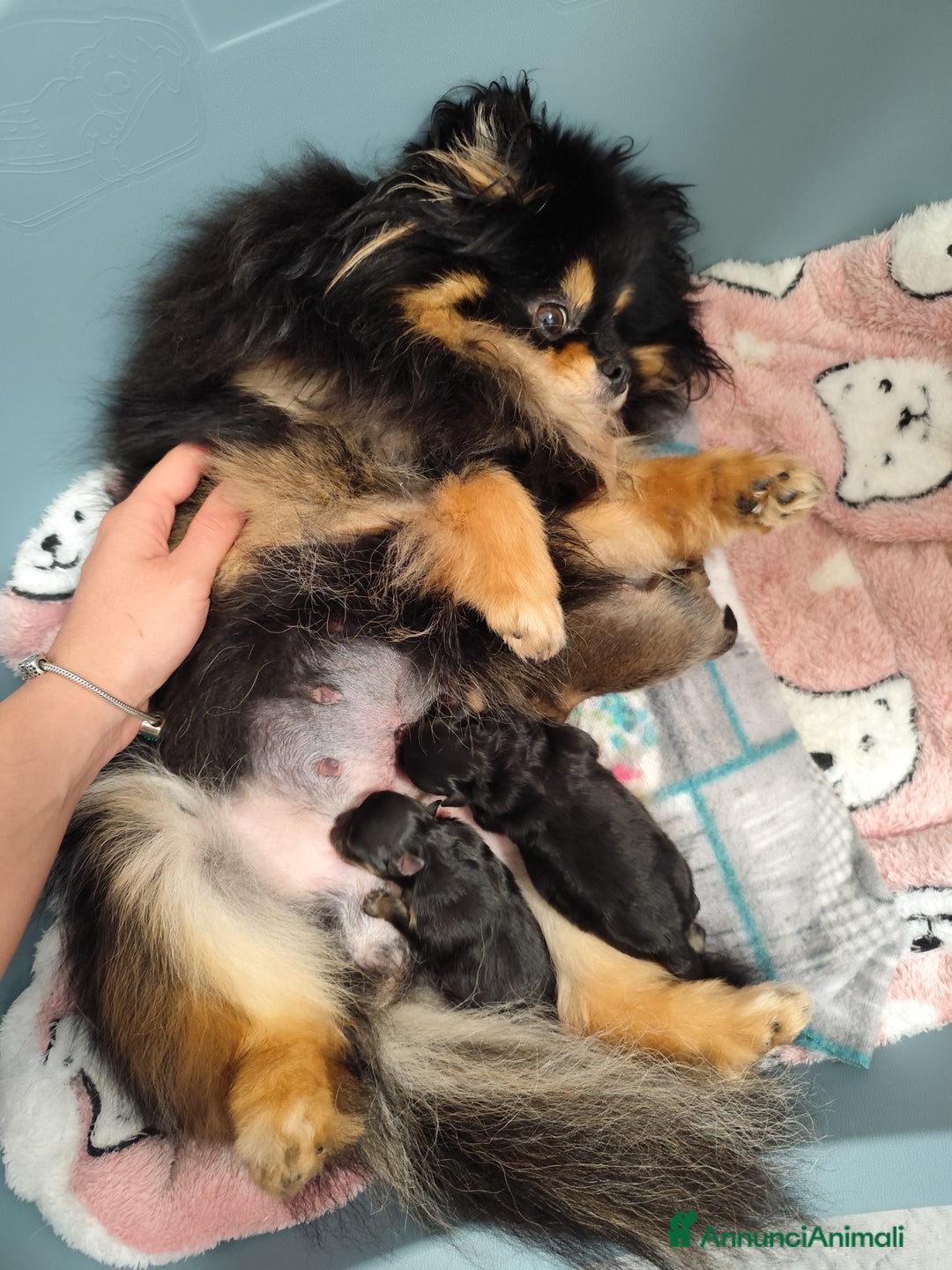 Volpino Pomerania cani in vendita: Cuccioli di Pomerania con pedigree prestigioso  - Immagine 8