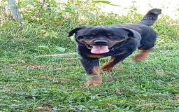 Rottweiler cani in regalo: Ares: 5 anni, Rottweiler equilibrato, socievole  a Città Metropolitana di Genova - Immagine 13