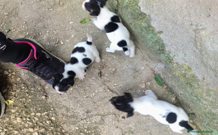 Jack Russell cani Cuccioli jack russel  - Annuncio 4