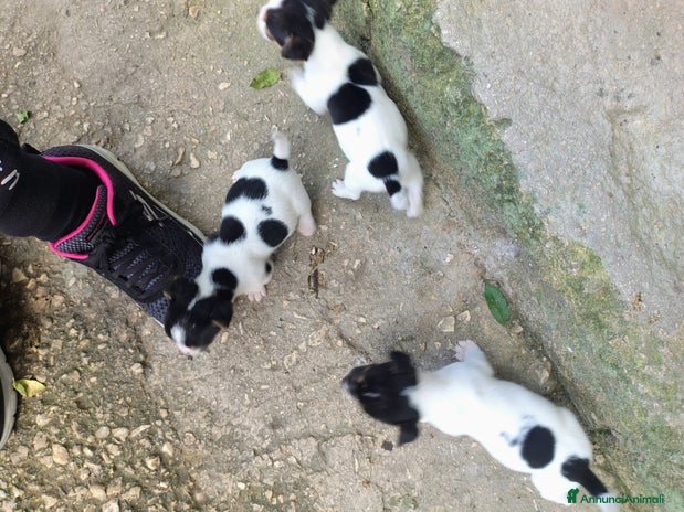 Jack Russell cani Cuccioli jack russel - Annuncio 4