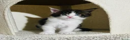 Maine Coon gatti in vendita: Maine coon con pedigree  - Annuncio 6
