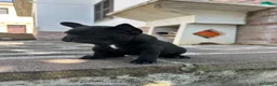 Bulldog Francese cani in vendita: bulldog francese nero tigrato animali  - Annuncio 10