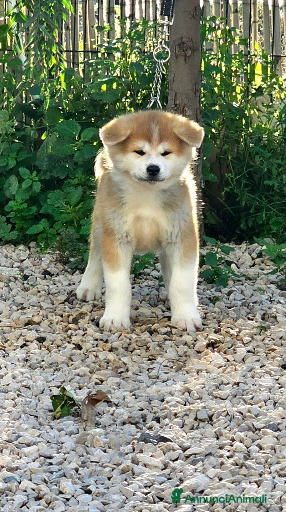 Akita Inu cani Femmina Akita inu - Annuncio 23