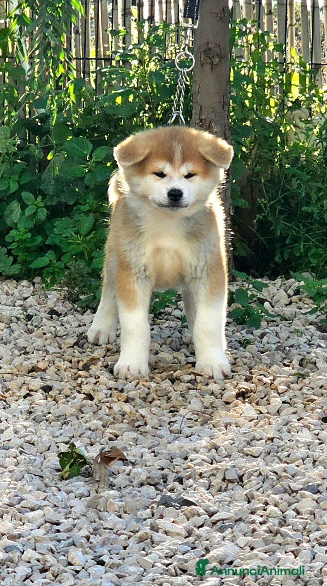 Akita Inu cani in vendita: Femmina Akita inu - Annuncio 1