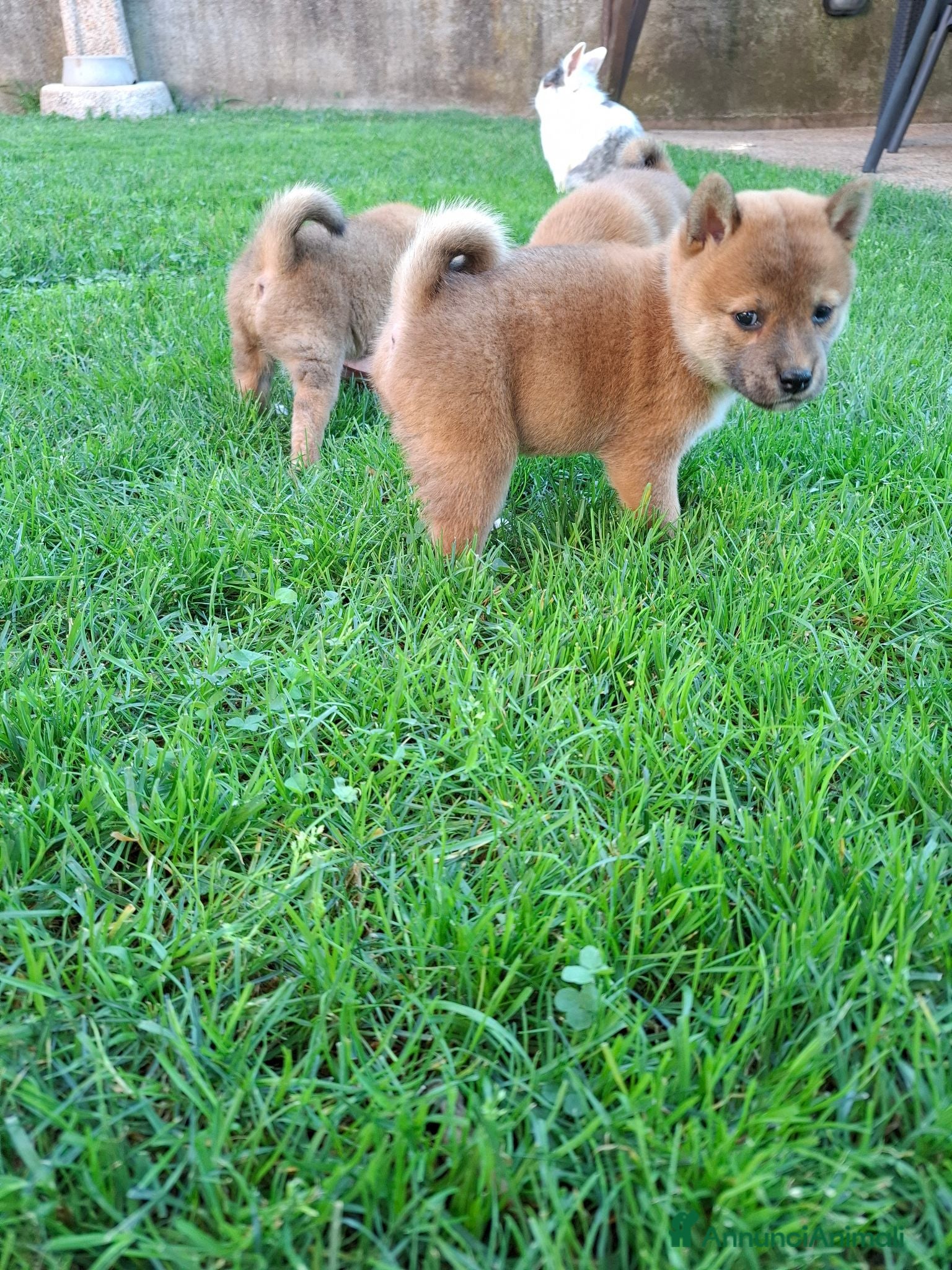 Shiba Inu cani Cuccioli shiba inu - Annuncio 22
