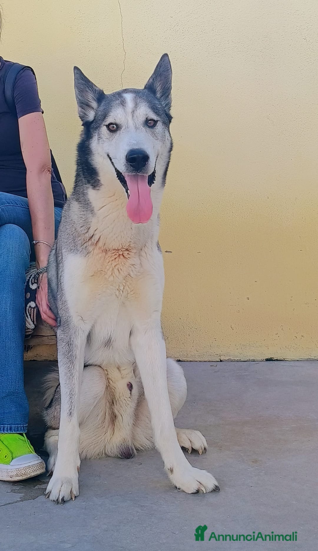 Meticcio cani in regalo: Buck  - Annuncio 2