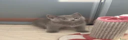 British gatti in vendita: Cuccioli British-Scottish - Annuncio 13