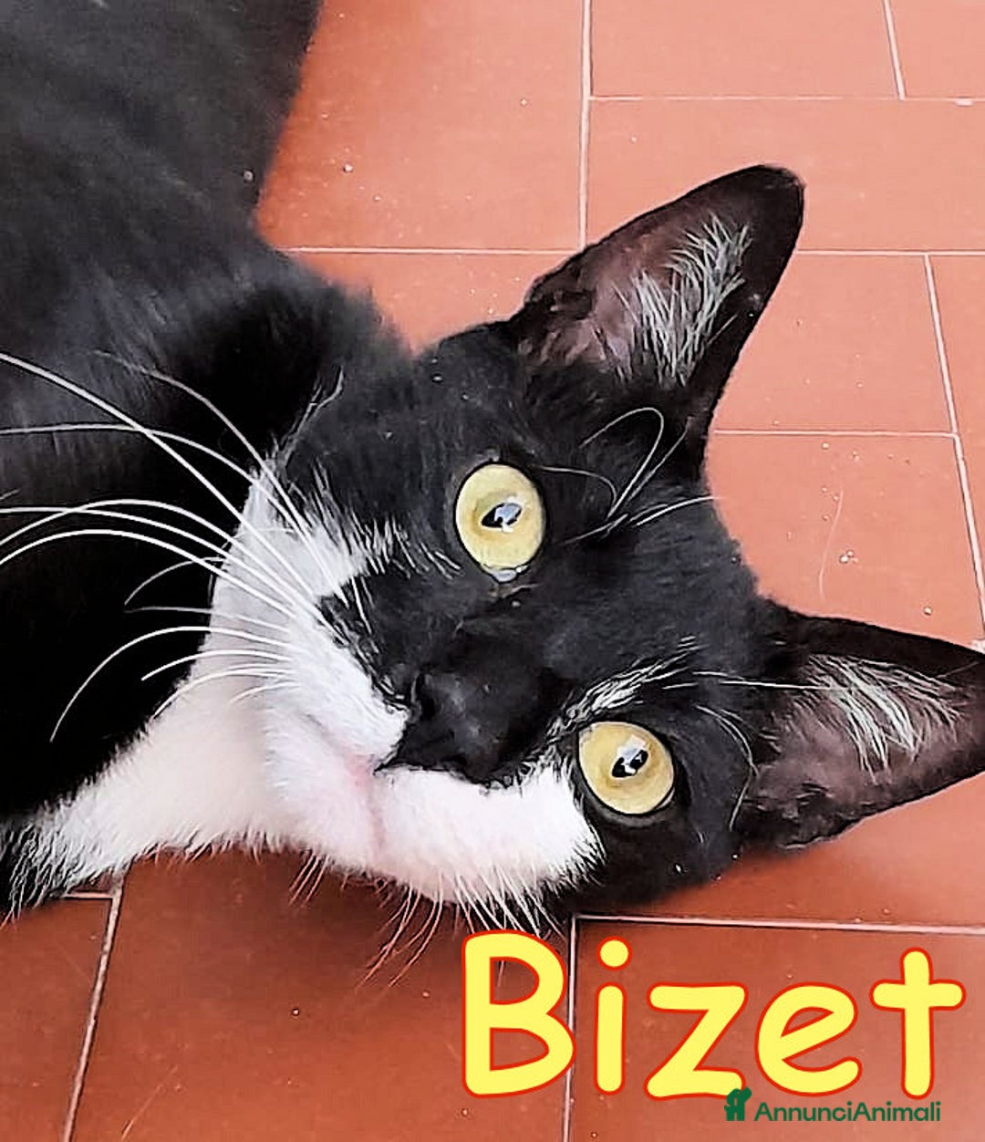 Europeo gatti in regalo: BIZET GATTINO SIMILSILVESTRINO - Immagine 1