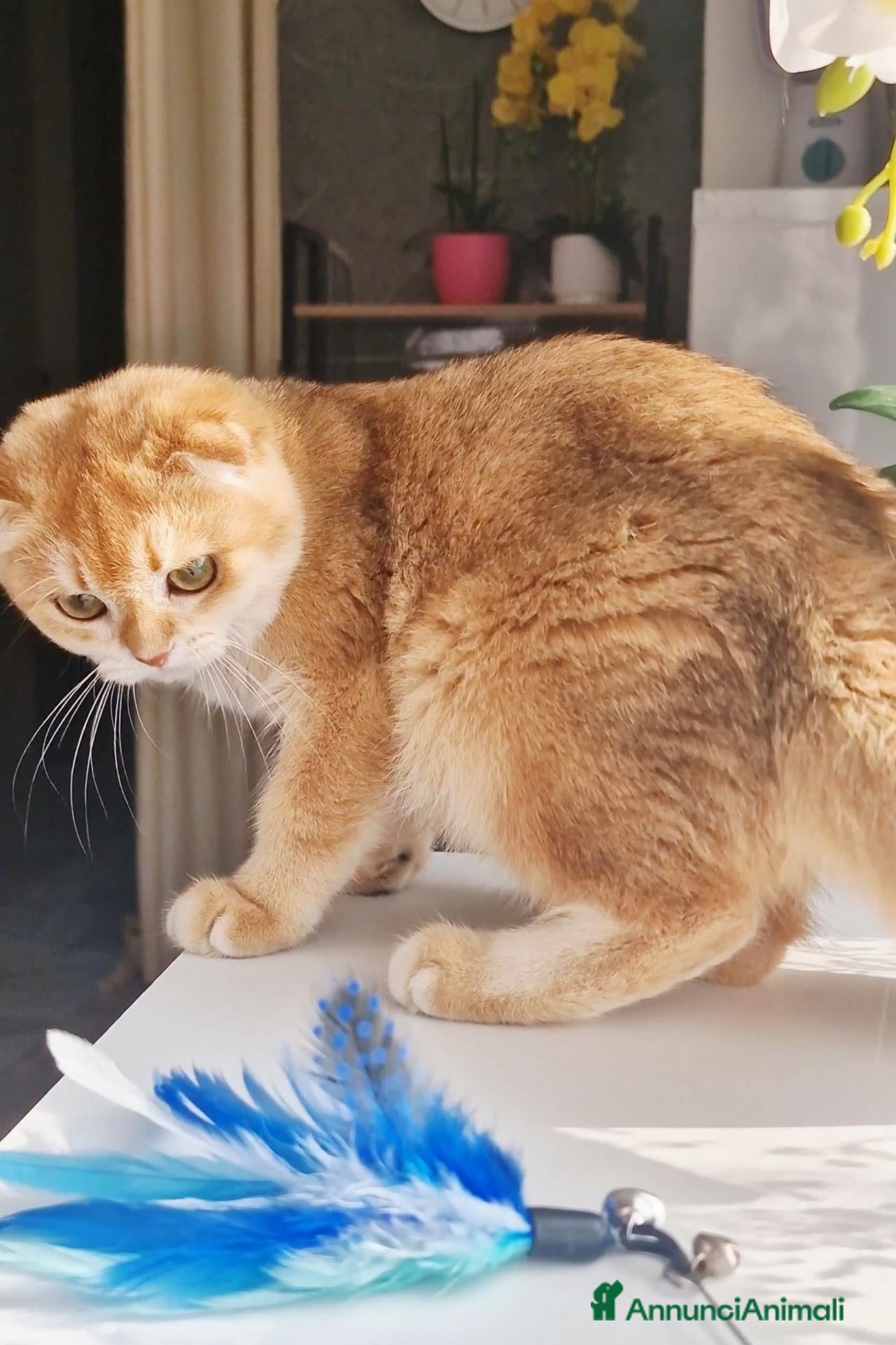 Scottish gatti Scottish Fold  - Annuncio 24