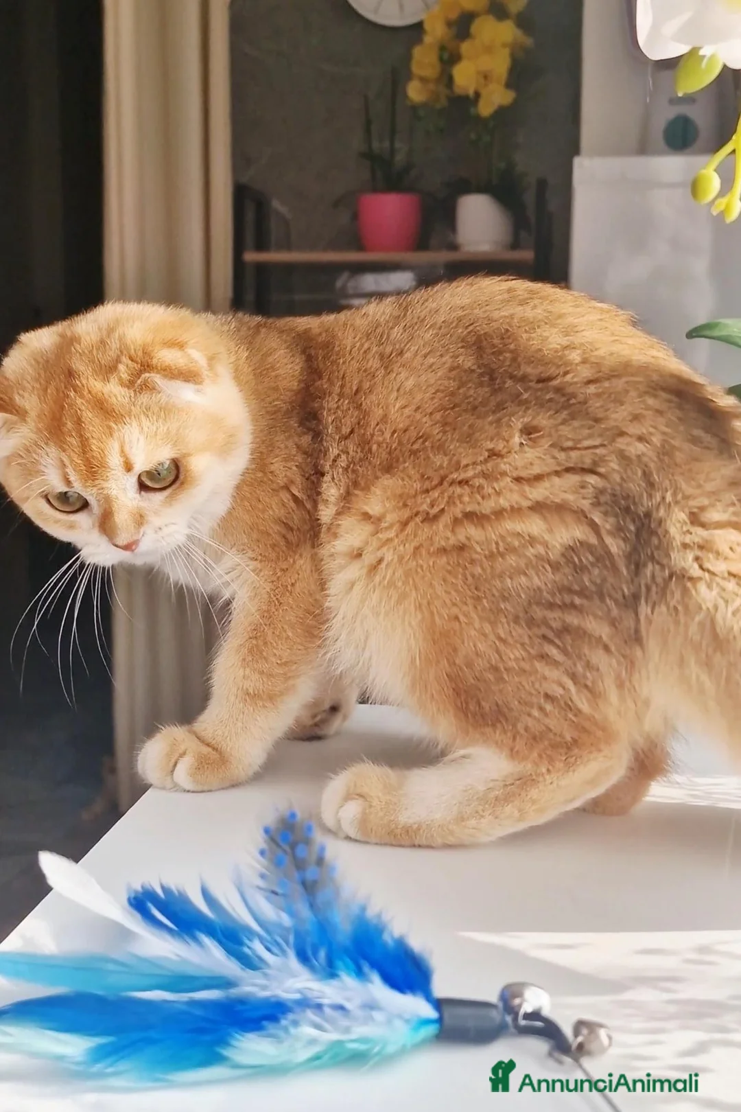 Scottish gatti in vendita: Scottish Fold  - Annuncio 1