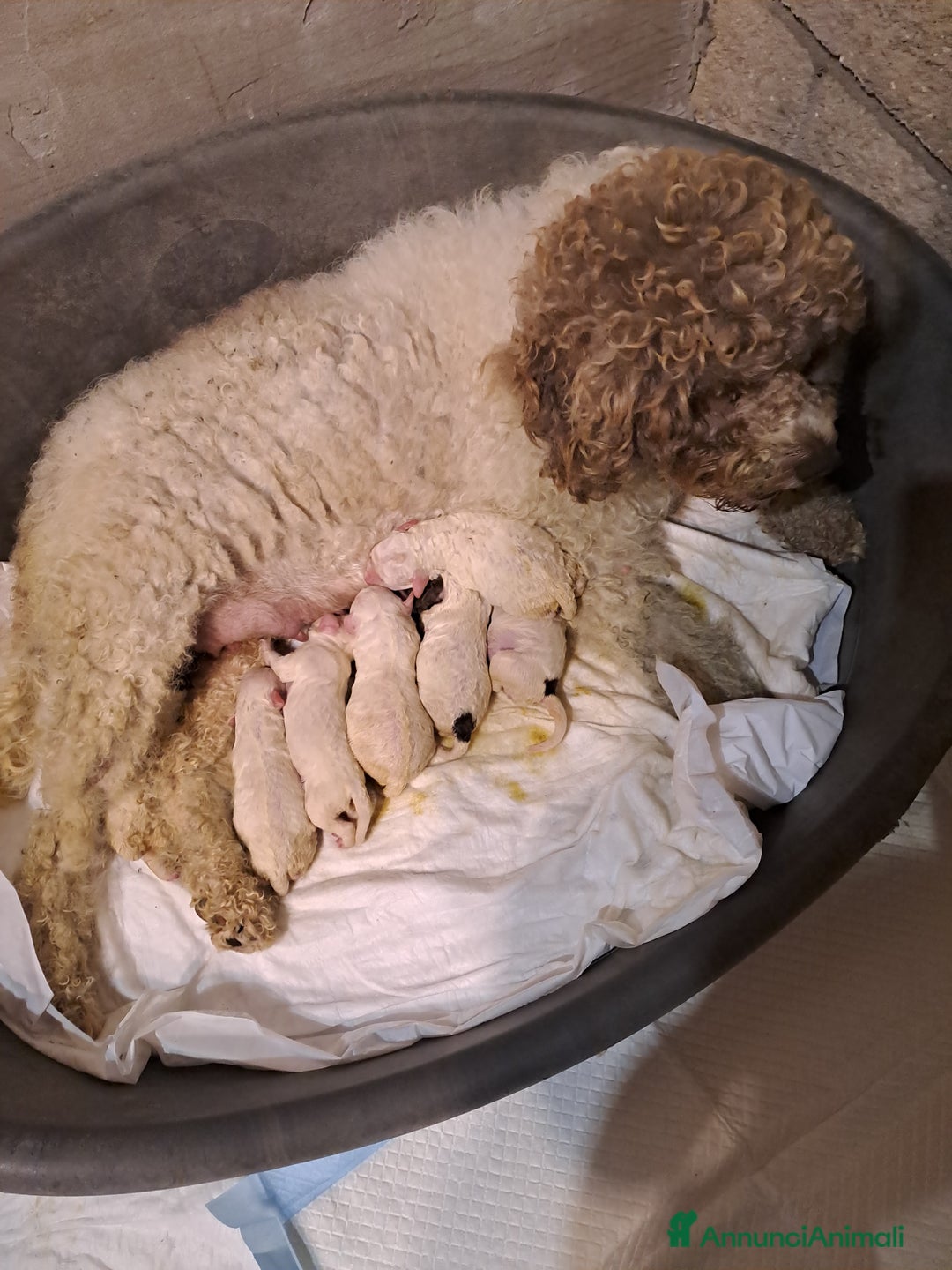 Lagotto cani in vendita: Cuccioli di Lagotto Romagnolo  - Annuncio 4