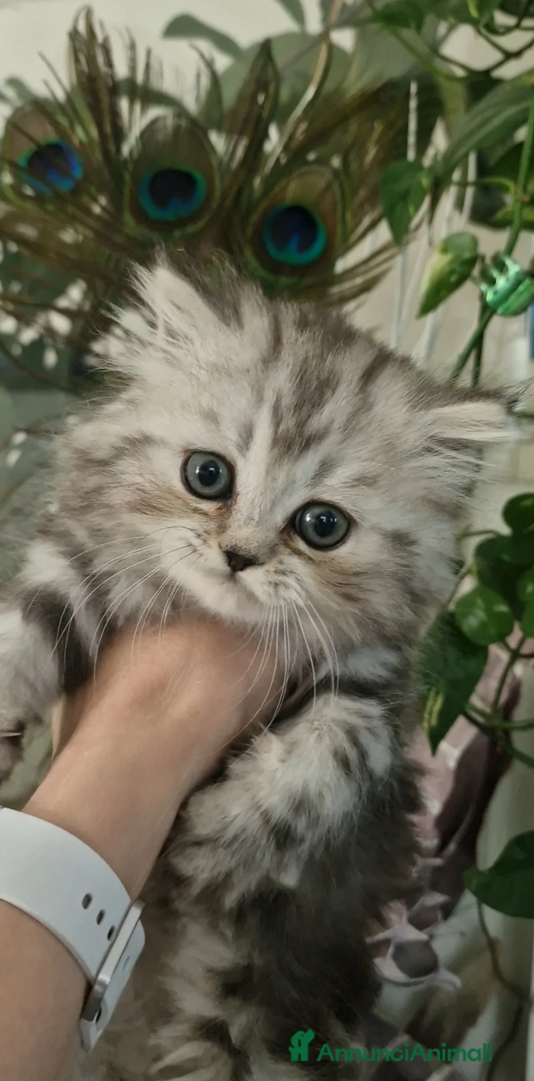 Persiano gatti in vendita: Gattino maschio - Annuncio 2
