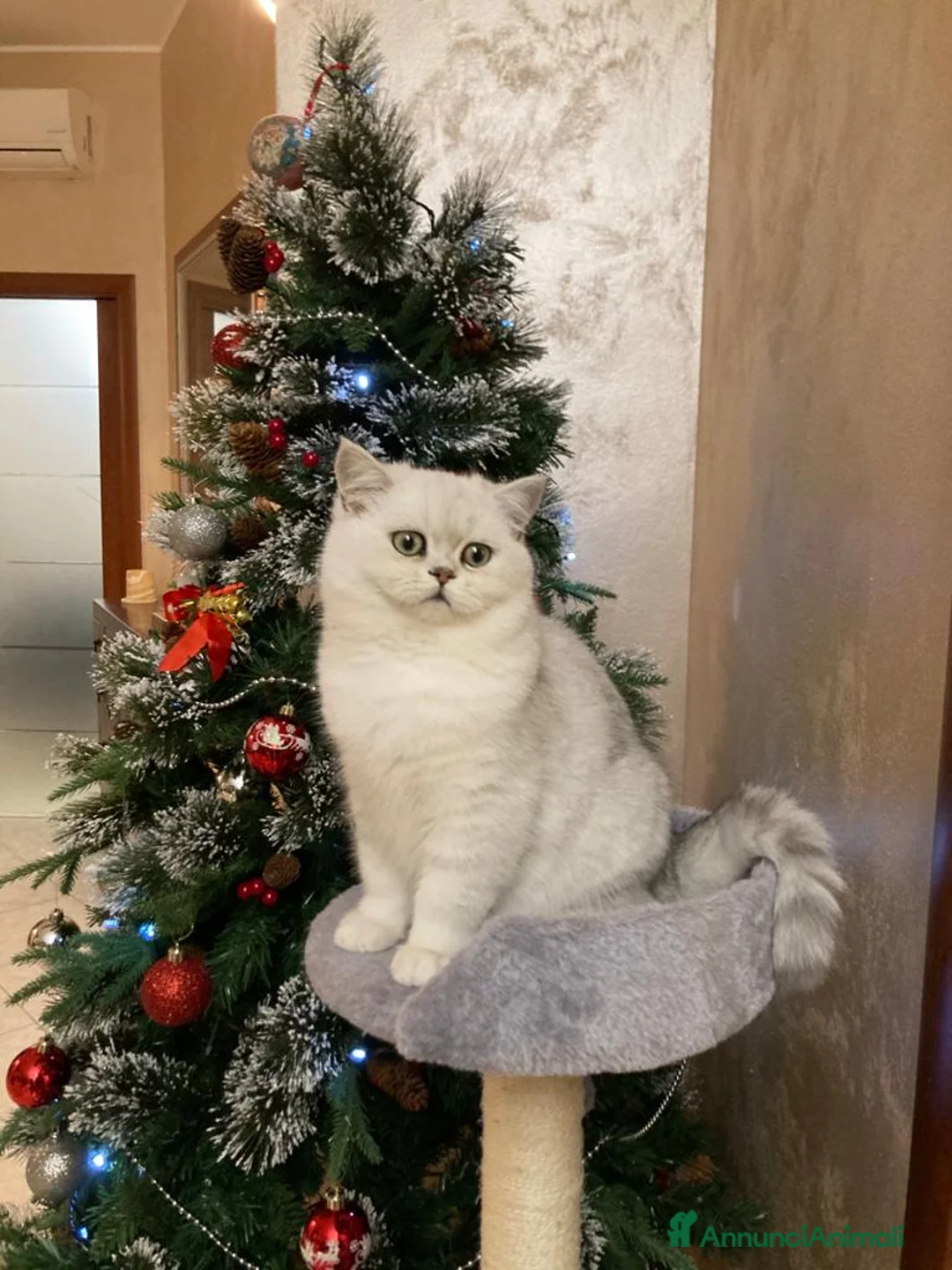 British gatti per accoppiamento: British per accopiamento  a Provincia di Monza e della Brianza - Annuncio 9