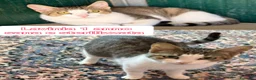 Meticcio gatti in regalo: TANTI MICINI SOLI! a Provincia di Vicenza - Annuncio 11