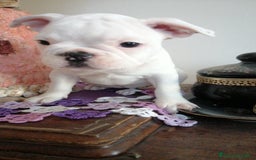 Bulldog Francese cani in vendita: Bulldog Francese  - Immagine 3