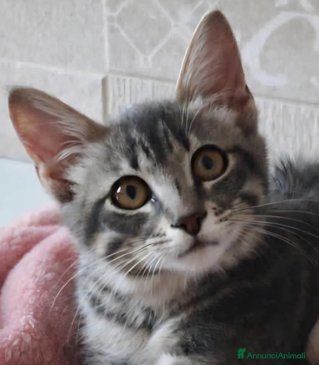Europeo gatti in regalo: Ma con quel musetto, quanto amore sei?!❤️ - Annuncio 2