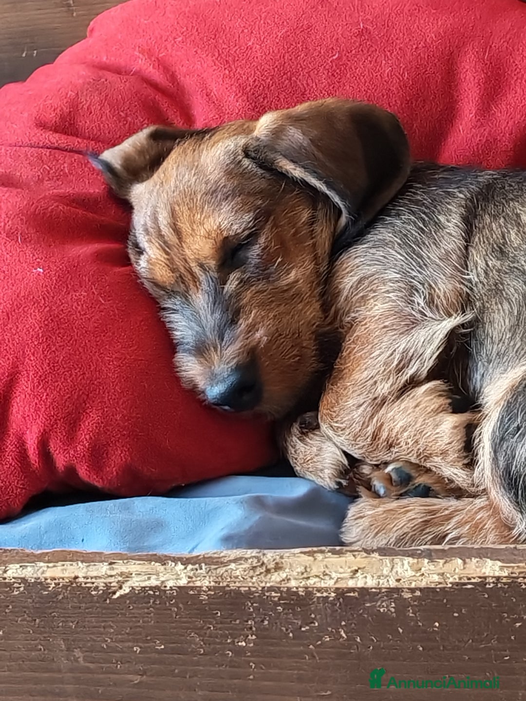 Bassotto cani in vendita: Bassotto pelo duro  - Annuncio 18