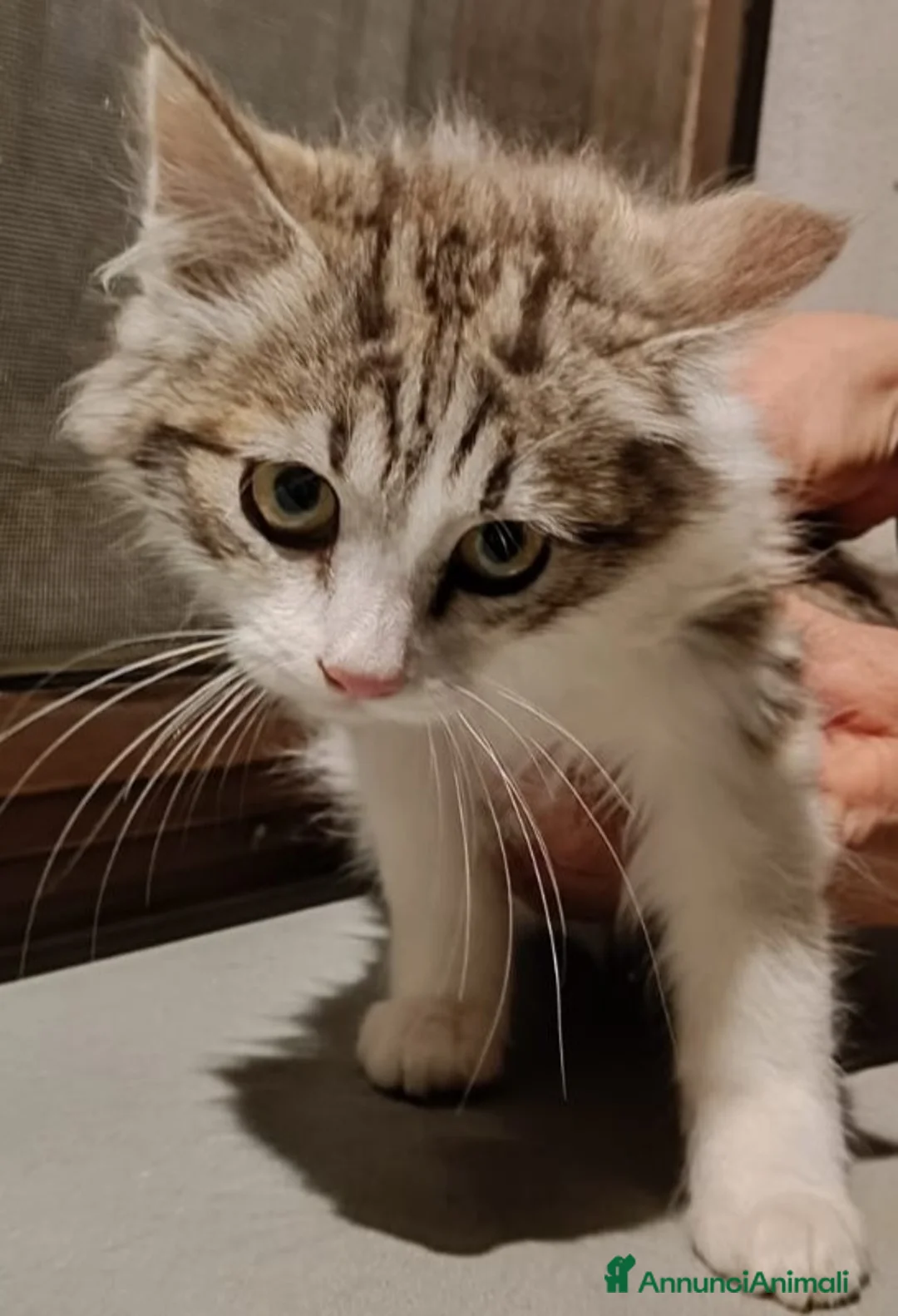 Meticcio gatti in regalo: Gattini 4 mesi adozione - Annuncio 2