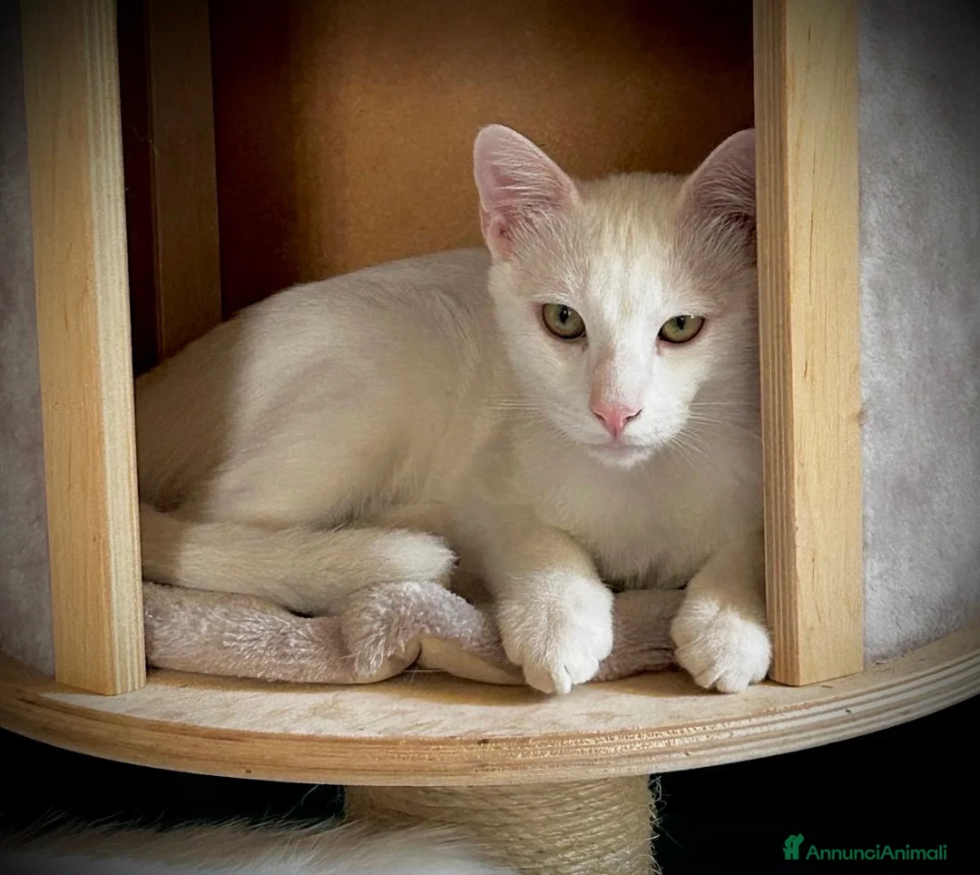 Altre razze gatti in regalo: Simba cerca casa 🏡, ha 5 mesi, maschio - Annuncio 1