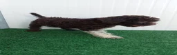 Lagotto cani in vendita: Lagotto Romagnolo  - Annuncio 17