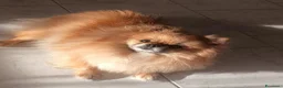 Volpino Pomerania cani in vendita:  Cuccioli di Pomerania Spitz Nano ENCI  - Annuncio 1