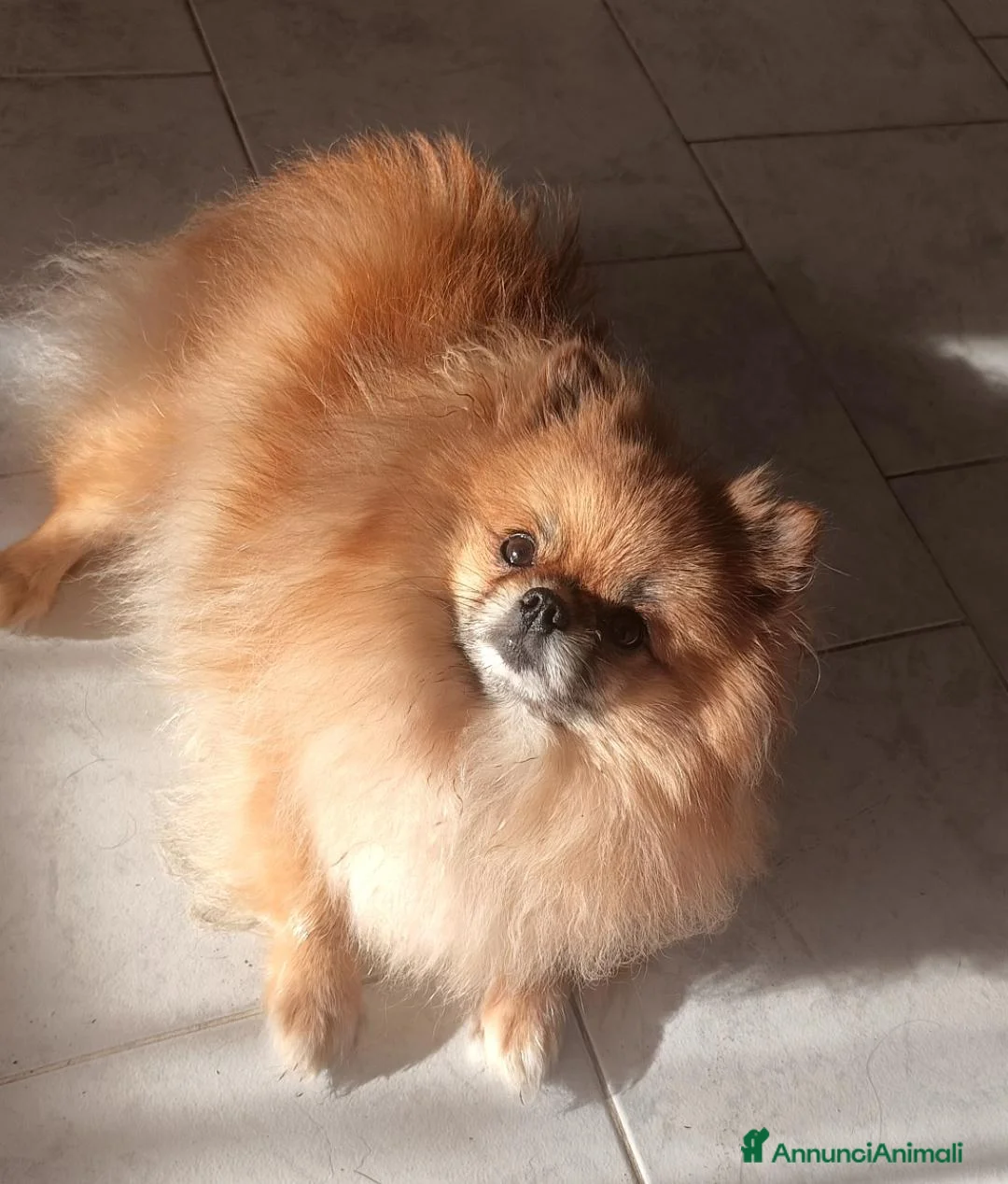 Volpino Pomerania cani in vendita:  Cuccioli di Pomerania Spitz Nano ENCI  - Annuncio 1