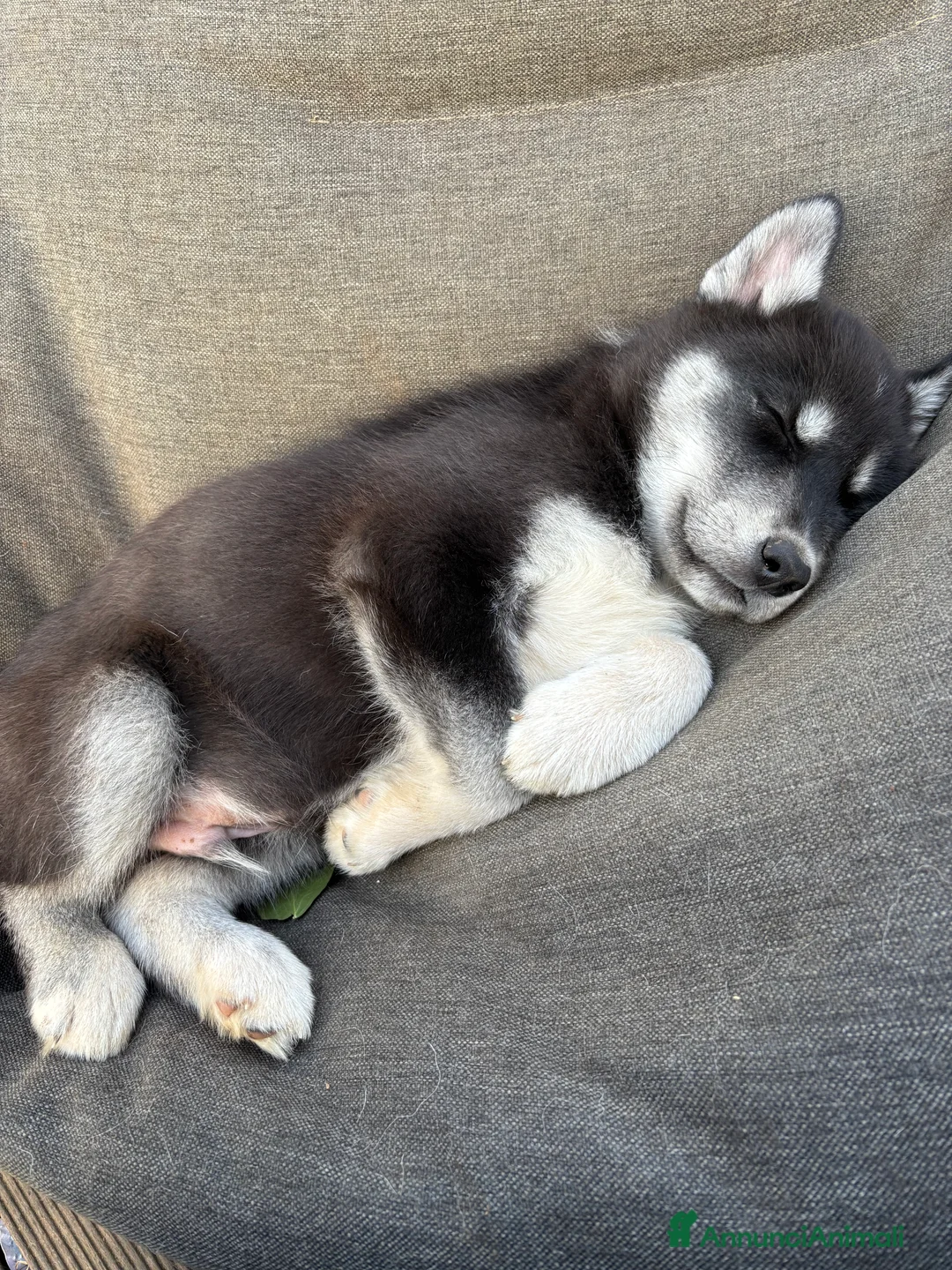 Husky cani in vendita: Cucciolata Siberian Husky - Annuncio 4