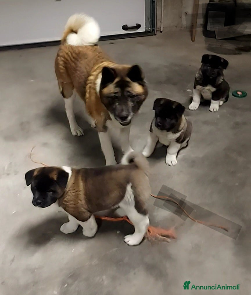 Akita Americano cani CUCCIOLI DI AKITA AMERICANO - Annuncio 1