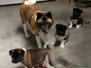 Akita Americano cani CUCCIOLI DI AKITA AMERICANO - Annuncio 1