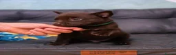 Australian Kelpie cani in vendita: Cuccioli Australian Kelpie  a Provincia di Siena - Annuncio 24