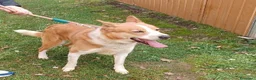 Altre razze cani in regalo: CANNELLA meravigliosa creatura a Città metropolitana di Milano - Annuncio 3