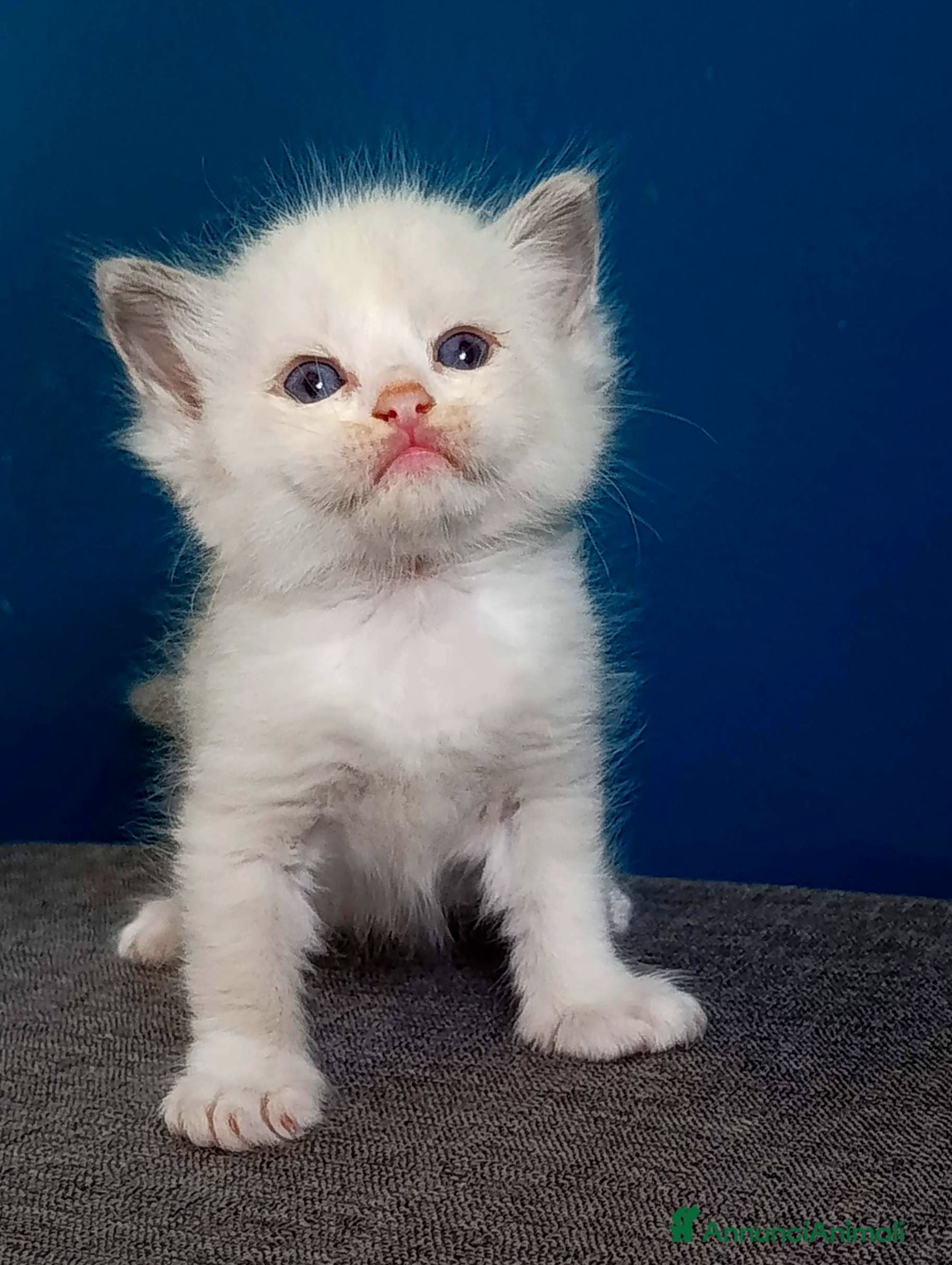 Ragdoll gatti Ragdoll  - Annuncio 1