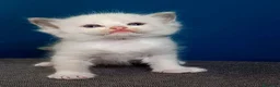 Ragdoll gatti in vendita: Ragdoll  - Annuncio 1