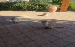 Meticcio gatti in regalo: Regalo due splendidi gattini! - Immagine 7