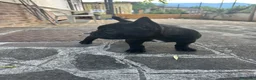 Bulldog Francese cani in vendita: bulldog francese nero tigrato  - Annuncio 6