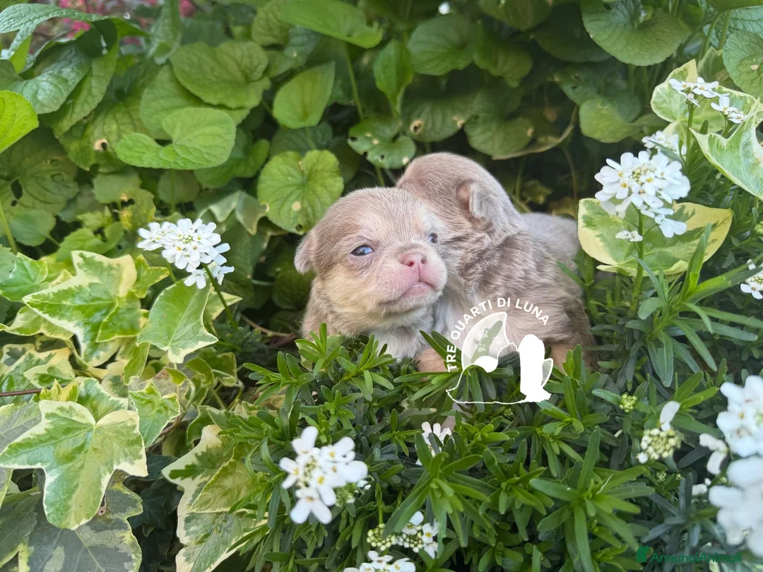 Chihuahua cani in vendita: Chihuahua TreQuartidiLuna  - Annuncio 2