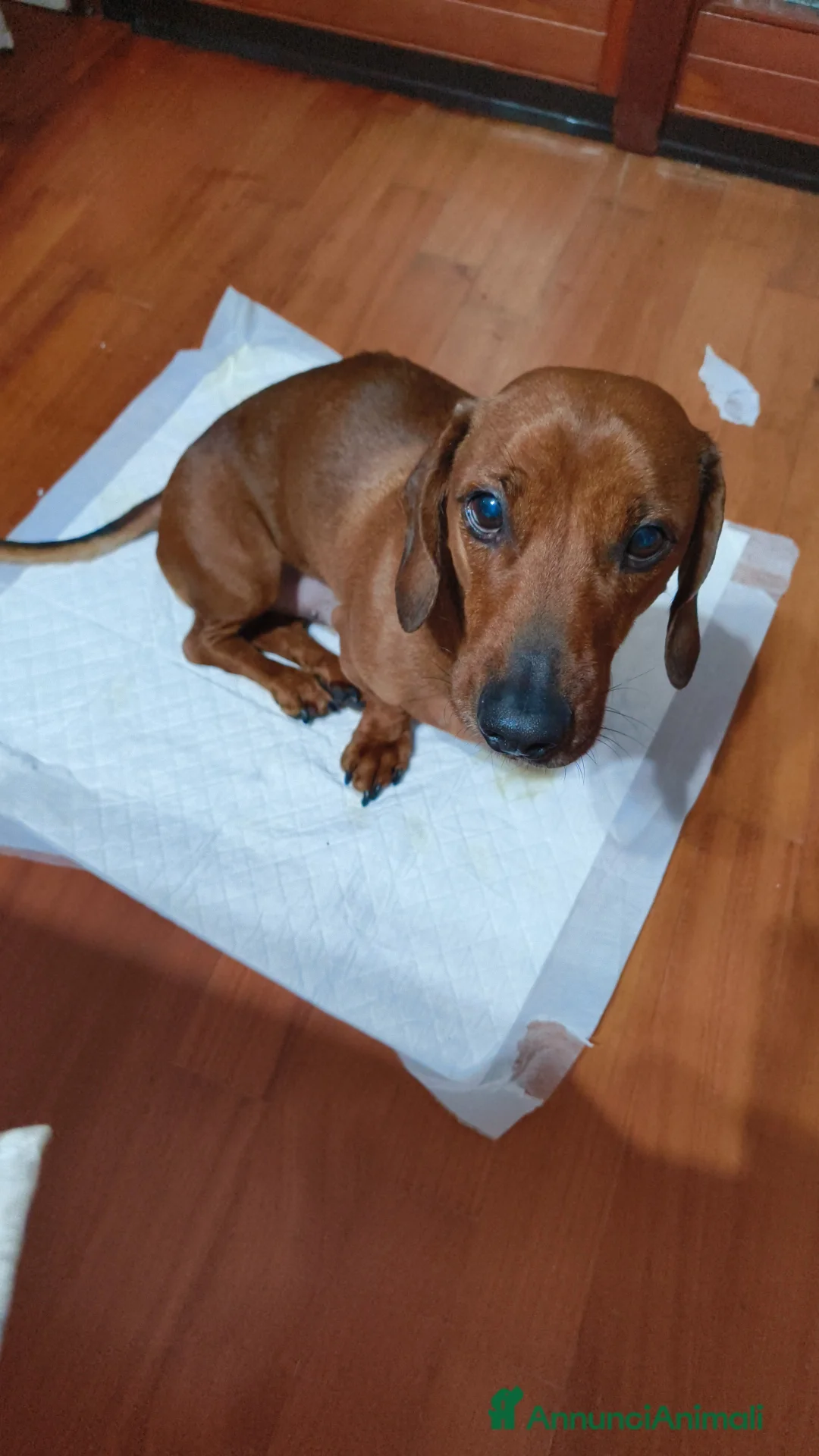 Bassotto cani per accoppiamento: Monta a Città Metropolitana di Bologna - Annuncio 4