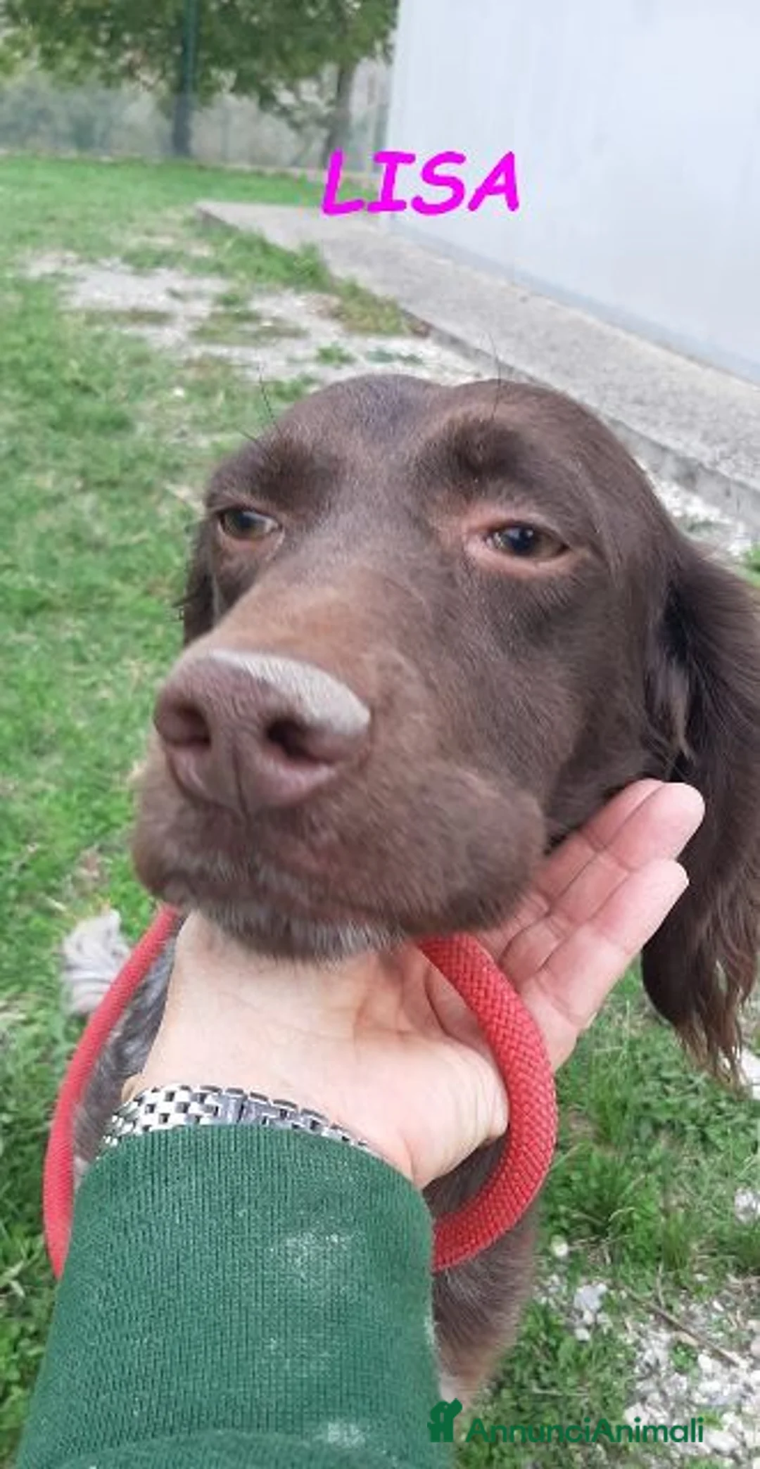 Meticcio cani in regalo: LISA giovane timida setterina - Annuncio 4