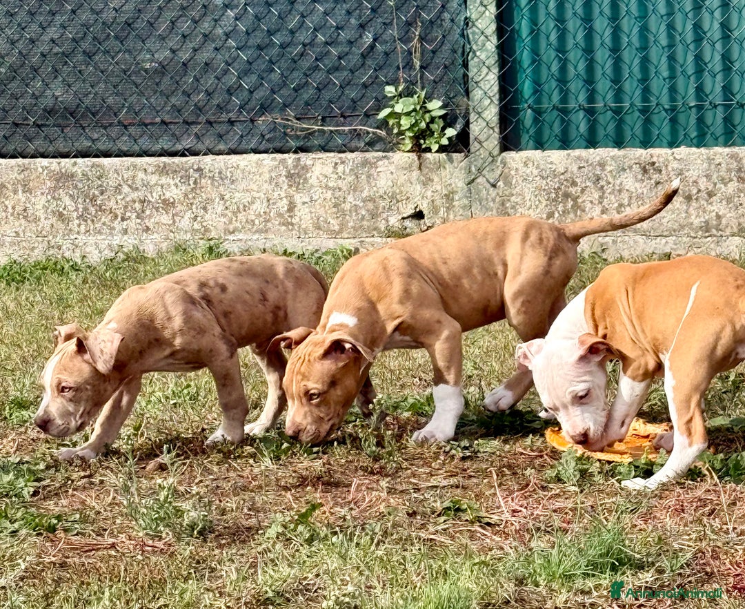 Meticcio cani in vendita: CUCCIOLI IN VENDITA . - Annuncio 13