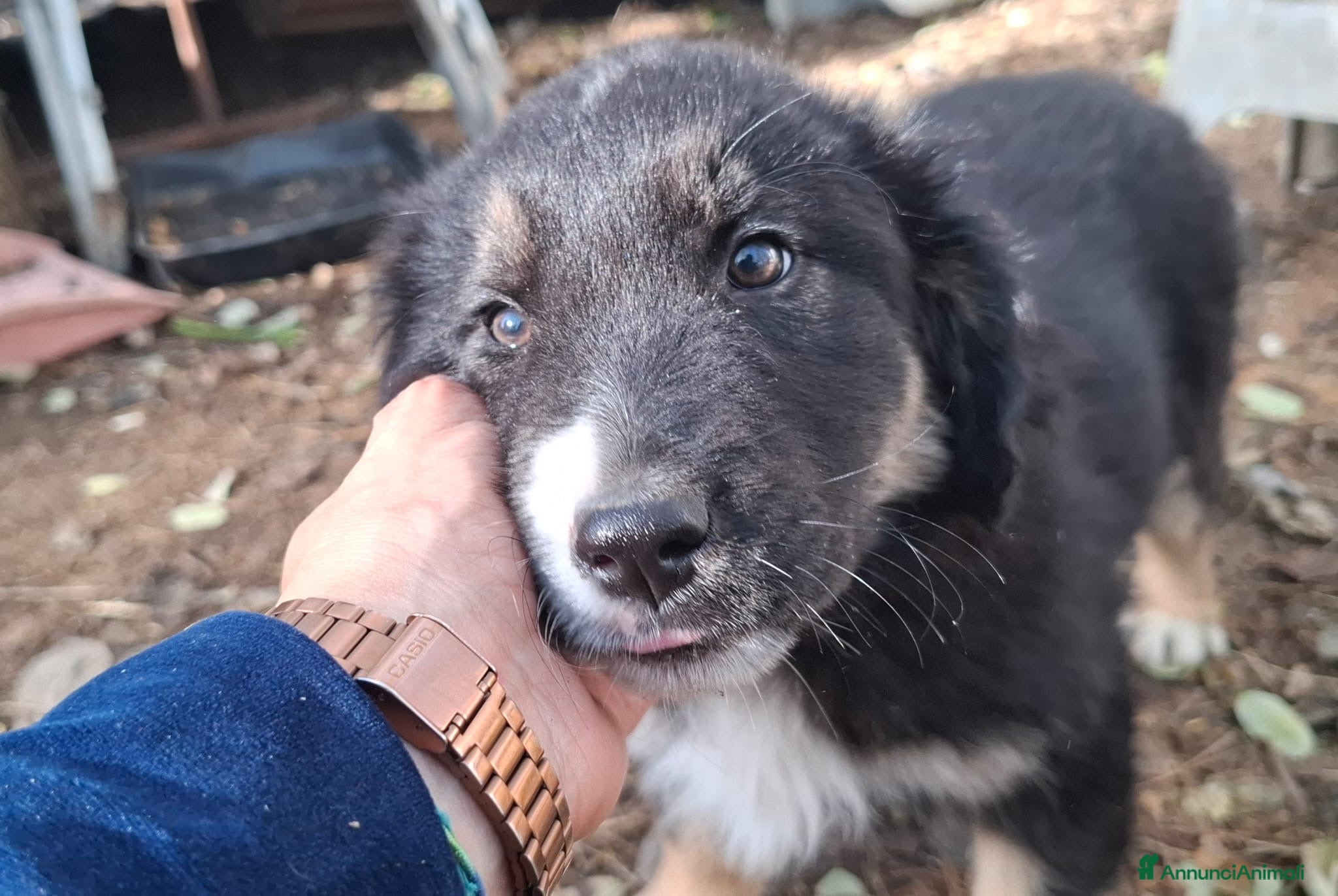 Meticcio cani Sissi meravigliosa cucciola simil pastorina - Annuncio 38