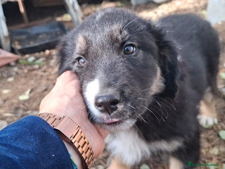 Meticcio cani Sissi meravigliosa cucciola simil pastorina - Annuncio 6