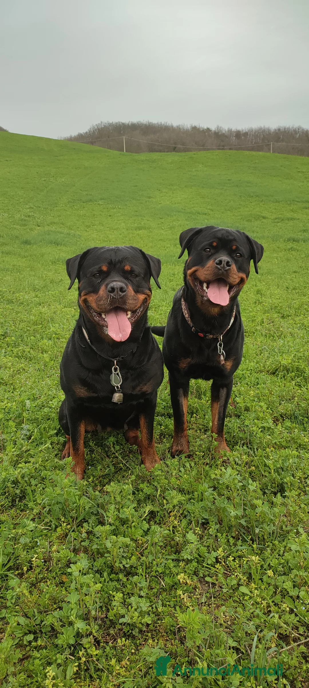 Immagine della galleria {{count}}