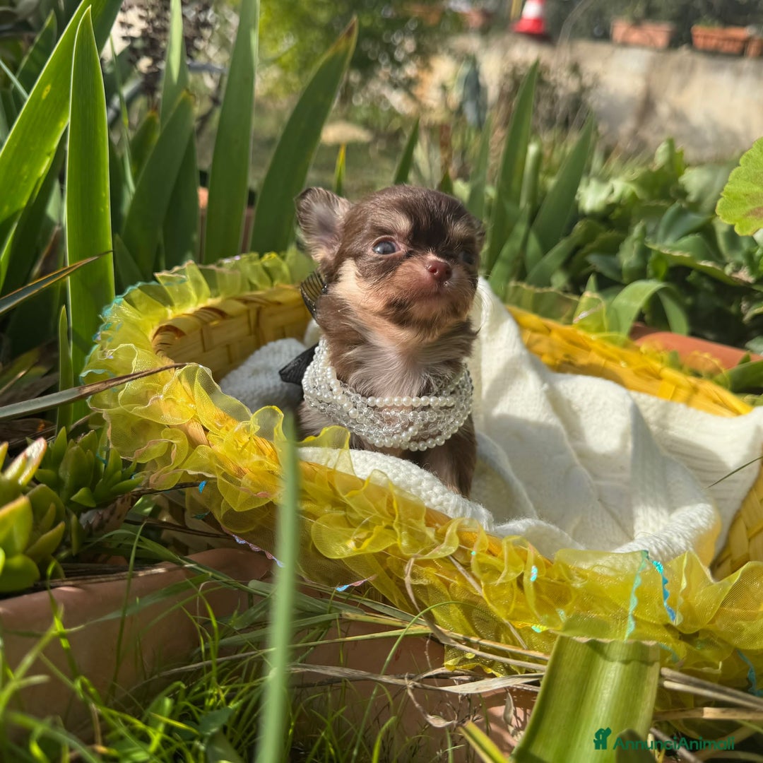 Chihuahua cani in vendita: 5 meravigliosi cuccioli chihuahua pedigree enci  - Annuncio 5